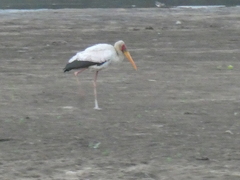 Mycteria ibis