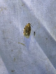 Choristoneura fractivittana