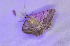Digrammia continuata