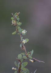 Lycium boerhaviifolium