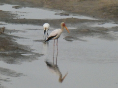 Mycteria ibis