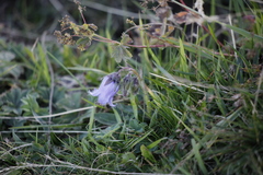Campanula barbata