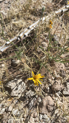 Thymophylla pentachaeta