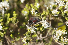 Trichostetha bicolor