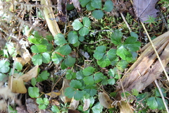 Coptis trifolia