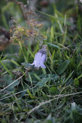 Campanula barbata