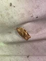 Choristoneura fractivittana