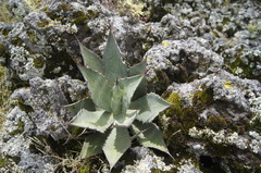 Agave