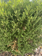 Buxus sempervirens