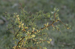 Lycium boerhaviifolium