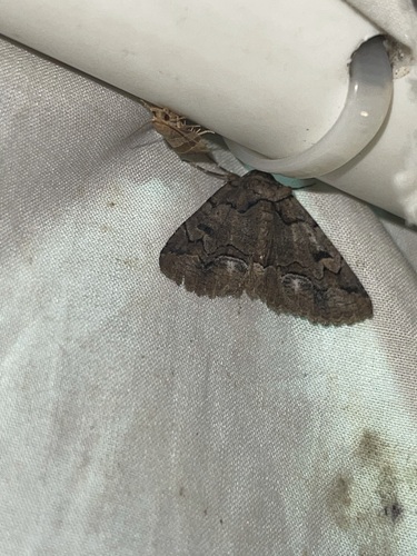 Brown-spotted Zale Moth photo 5