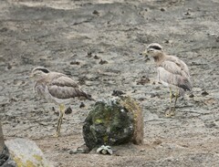 Burhinus superciliaris