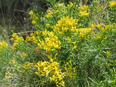 Chrysothamnus viscidiflorus