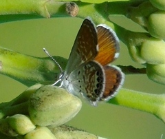 Brephidium exilis exilis