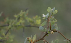 Lycium boerhaviifolium
