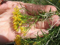 Chrysothamnus viscidiflorus