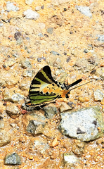Graphium antiphates itamputi