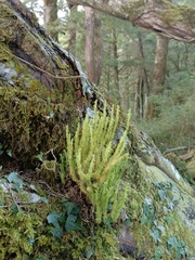 Huperzia quasipolytrichoides