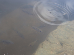 Mayaheros urophthalmus