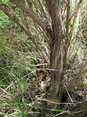 Juniperus flaccida