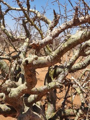 Commiphora