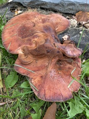 Fistulina hepatica