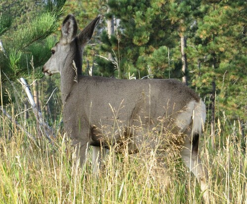 Mule Deer photographed in South Dakota