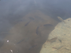 Mayaheros urophthalmus