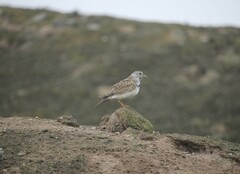 Thinocorus rumicivorus