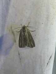 Acronicta lithospila