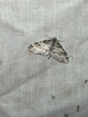 Lobophora nivigerata