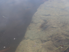 Poeciliidae