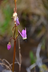Primula jeffreyi
