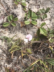 Tephrosia chrysophylla