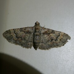 Mnesiloba eupitheciata