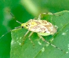 Taedia marmorata