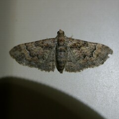 Mnesiloba eupitheciata