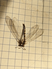 Myrmeleon inconspicuus