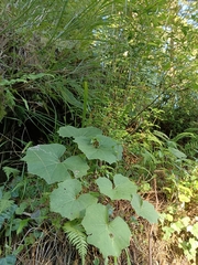 Petasites formosanus