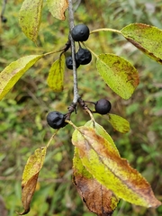 Rhamnus cathartica