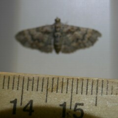 Mnesiloba eupitheciata