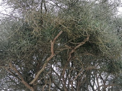 Euphorbia tirucalli