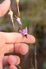 Primula jeffreyi