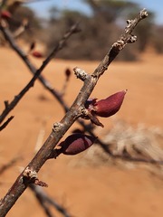 Commiphora