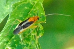 Ganocapsus filiformis