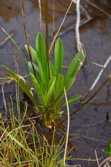 Primula jeffreyi