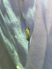 Eucosma radiatana