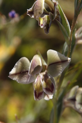 Gladiolus orchidiflorus