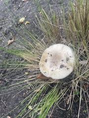 Amanita phalloides