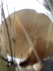 Amanita phalloides